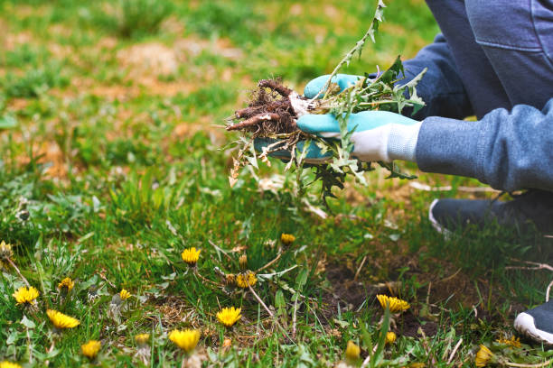 Weeding & Cleanup
